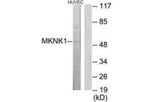 Western Blotting (WB) image for anti-MAP Kinase Interacting serine/threonine Kinase 1 (MKNK1) (AA 111-160) antibody (ABIN2889741) (MKNK1 anticorps  (AA 111-160))