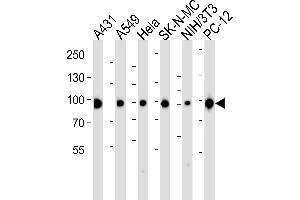 Western blot analysis of lysates from A431, A549, Hela, SK-N-MC, mouse NIH/3T3, rat PC-12 cell line (from left to right), using HSP90 Antibody (C-term) (ABIN6243457 and ABIN6577429). (HSP90 anticorps  (C-Term))