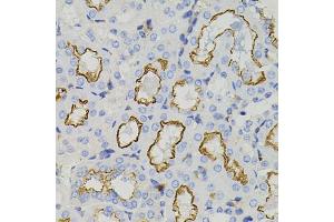 Immunohistochemistry of paraffin-embedded mouse kidney using STX1A antibody (ABIN6134937, ABIN6148660, ABIN6148662 and ABIN6223930) (40x lens). (STX1A anticorps)