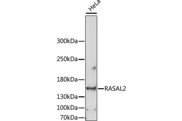 RASAL2 anticorps