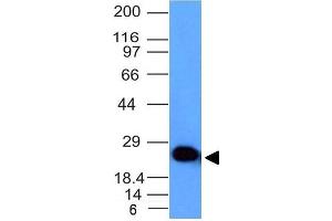 Western Blot Analysis of human Brain lysate using Pgp9. (UCHL1 anticorps)