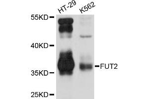 Western blot analysis of extracts of various cell lines, using FUT2 antibody (ABIN5974994) at 1/1000 dilution. (FUT2 anticorps)