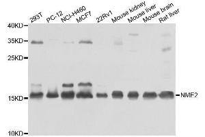 Western blot analysis of extracts of various cell lines, using NME2 antibody. (NME2 anticorps  (AA 1-152))