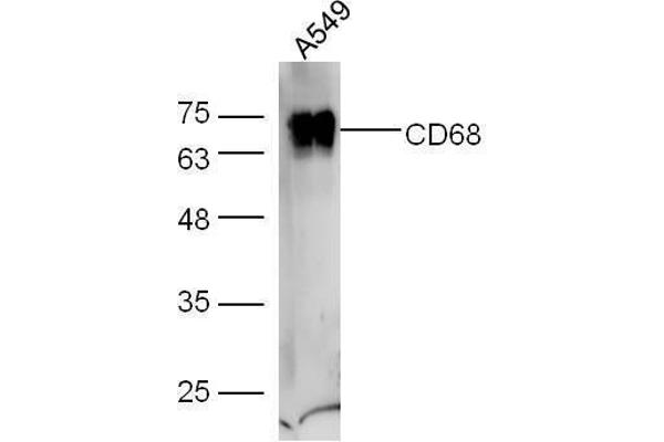 CD68 anticorps  (AA 21-120)