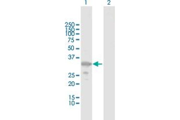 ZMAT3 anticorps  (AA 1-289)