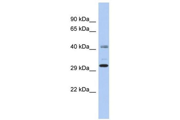 C11orf46 anticorps  (N-Term)