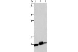 Western Blotting (WB) image for anti-Cytochrome C Oxidase Subunit VIb Polypeptide 1 (Ubiquitous) (COX6B1) antibody (ABIN2427631) (COX6B1 anticorps)