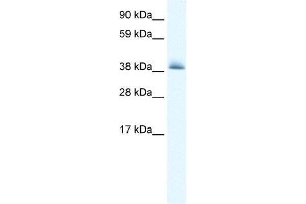 KCTD13 anticorps  (N-Term)