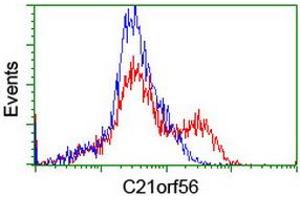 HEK293T cells transfected with either RC224562 overexpress plasmid (Red) or empty vector control plasmid (Blue) were immunostained by anti-C21orf56 antibody (ABIN2455751), and then analyzed by flow cytometry. (C21ORF56 anticorps)