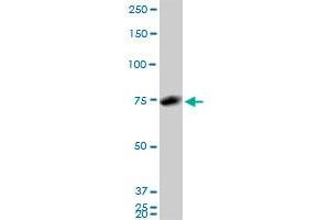 Western Blotting (WB) image for anti-Heterogeneous Nuclear Ribonucleoprotein M (HNRNPM) (AA 17-112) antibody (ABIN518184)