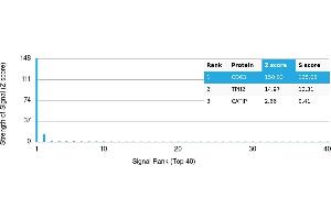 Protein Array (PAr) image for anti-CD63 (CD63) antibody (ABIN7456346) (CD63 anticorps)