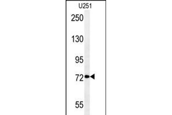 DEPDC1 anticorps  (N-Term)