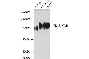 Western blot analysis of extracts of various cell lines, using CD155/PVR Rabbit mAb (ABIN7269431) at 1:1000 dilution. (Poliovirus Receptor anticorps)