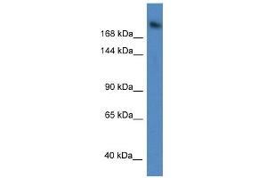 Western Blot showing WDR87 antibody used at a concentration of 1 ug/ml against A549 Cell Lysate (WDR87 anticorps  (C-Term))