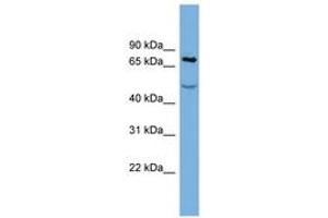 Image no. 1 for anti-Stromal Interaction Molecule 1 (STIM1) (AA 611-660) antibody (ABIN6743366) (STIM1 anticorps  (AA 611-660))