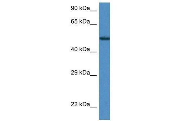 ZNF275 anticorps  (Middle Region)