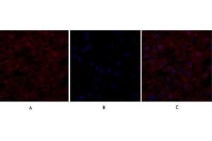 Immunofluorescence analysis of human liver tissue. (EIF2A anticorps)