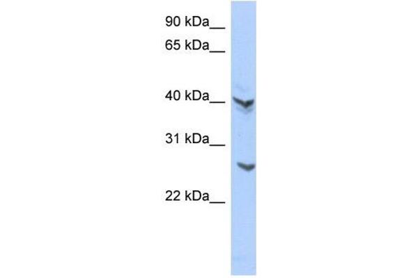 ATP6V0E2 anticorps  (Middle Region)