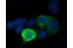 Image no. 1 for anti-Mitogen-Activated Protein Kinase Kinase 1 (MAP2K1) antibody (ABIN1499393) (MEK1 anticorps)