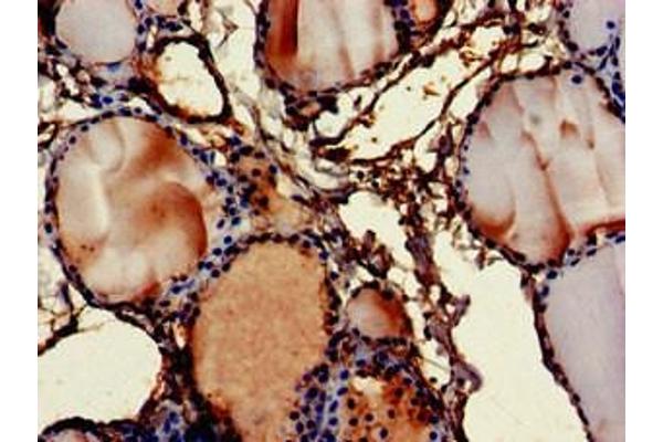 Fibromodulin anticorps  (AA 18-89)