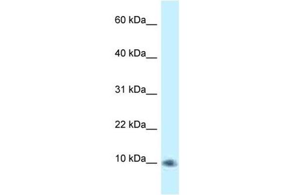 PSMG3 anticorps  (C-Term)