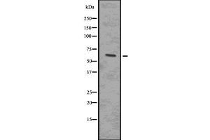 Western blot analysis of Phospho-IRAK4 (Thr345/Ser346) using 293 whole cell lysates (IRAK4 anticorps  (pSer346, pThr345))
