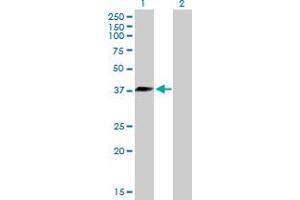 Western Blot analysis of DNAJB6 expression in transfected 293T cell line by DNAJB6 MaxPab polyclonal antibody. (DNAJB6 anticorps  (AA 1-326))