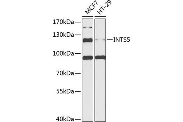 INTS5 anticorps  (AA 120-400)