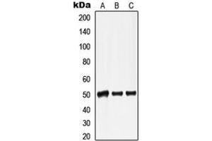 Western blot analysis of Lamin A/C expression in HepG2 colchicine-treated (A), mouse heart (B), rat heart (C) whole cell lysates. (Lamin A/C anticorps  (Center))