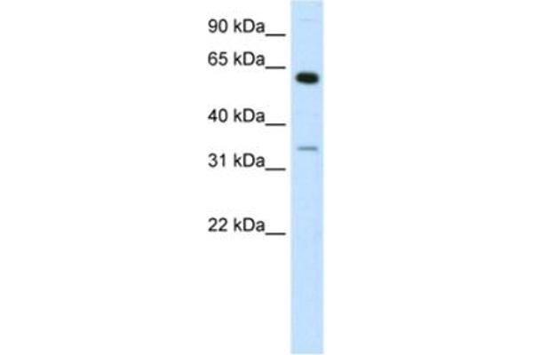 ZNF609 anticorps