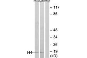 Western blot analysis of extracts from K562/A549, using Histone H4 (Ab-5) Antibody. (Histone H4 anticorps  (AA 1-50))