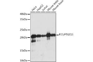 Western blot analysis of extracts of various cell lines, using P23/PTGES3 Rabbit mAb (ABIN1679503, ABIN3019390, ABIN3019391 and ABIN7101767) at 1:1000 dilution. (PTGES3 anticorps)