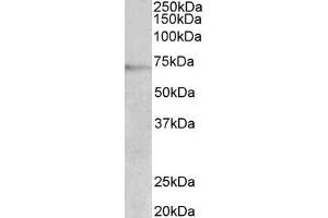 ABIN5900099 (2 µg/ml) staining of Jurkat lysate (35 µg protein in RIPA buffer). (DBH anticorps  (AA 437-448))