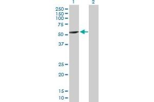Western Blot analysis of CYP2A7 expression in transfected 293T cell line by CYP2A7 MaxPab polyclonal antibody. (CYP2A7 anticorps  (AA 1-494))