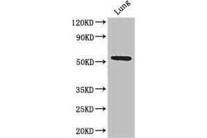 Western Blot Positive WB detected in: Mouse lung tissue All lanes: Q9NQ4 antibody at 3. (Solute Carrier Family 52 (Riboflavin Transporter), Member 3 (SLC52A3) (AA 159-220) anticorps)