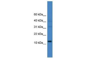 C14orf48 antibody used at 0. (LINC00521 anticorps  (N-Term))