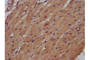 IHC image of ABIN7161246 diluted at 1:500 and staining in paraffin-embedded human heart tissue performed on a Leica BondTM system. (AHNAK anticorps  (AA 5689-5801))