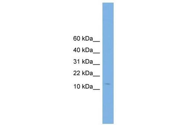 CPLX2 anticorps  (N-Term)