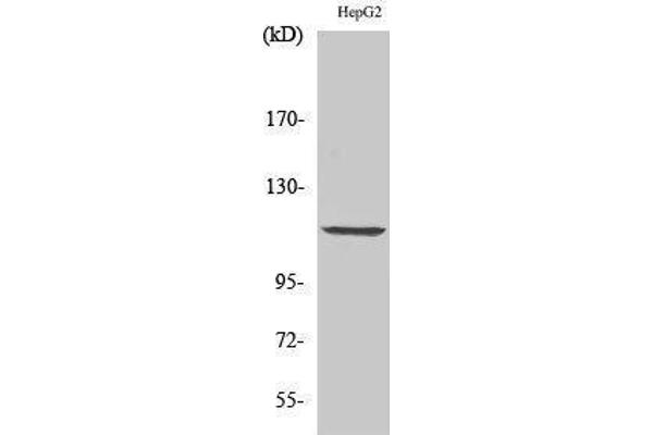 PKD1 anticorps  (Thr310)