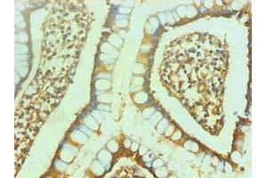 Immunohistochemical of paraffin-embedded human small intestine using ABIN7151798 at dilution of 1:200 (ENO2/NSE anticorps)