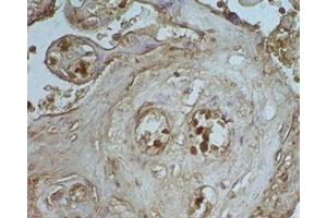 Human placenta tissue was stained by Rabbit Anti-Apelin-36 (Rat) Serum (AP36 anticorps)