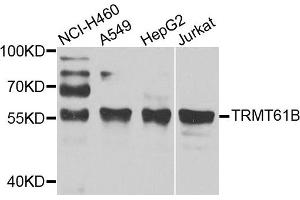 Western blot analysis of extracts of various cell lines, using TRMT61B antibody. (TRMT61B anticorps)