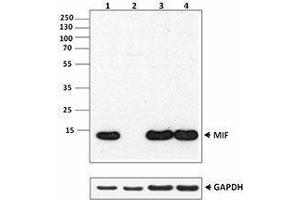 Western Blotting (WB) image for anti-Macrophage Migration Inhibitory Factor (Glycosylation-Inhibiting Factor) (MIF) antibody (ABIN2665272) (MIF anticorps)