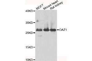 Western blot analysis of extracts of various cell lines, using OAZ1 antibody (ABIN5975538) at 1/1000 dilution. (OAZ1 anticorps)