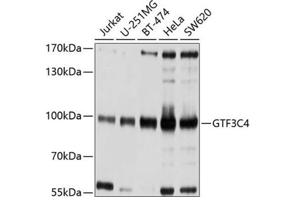 GTF3C4 anticorps  (AA 583-822)