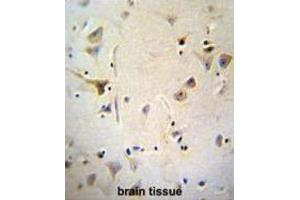 Immunohistochemistry (IHC) image for anti-ATP/GTP Binding Protein-Like 5 (AGBL5) antibody (ABIN2996375) (AGBL5 anticorps)