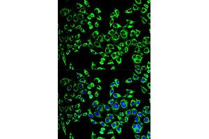 Immunofluorescence analysis of HeLa cells using HSPD1 antibody (ABIN5970357). (HSPD1 anticorps)
