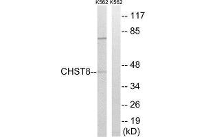 Western Blotting (WB) image for anti-Carbohydrate (N-Acetylgalactosamine 4-0) Sulfotransferase 8 (CHST8) (C-Term) antibody (ABIN1850998) (CHST8 anticorps  (C-Term))