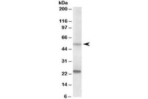 Western blot testing of prostate lysate with MMP3 antibody at 0. (MMP3 anticorps)