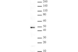 MBD2 pAb tested by Western blot. (MBD2 anticorps)